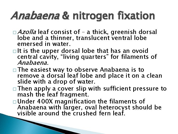 Anabaena & nitrogen fixation � Azolla leaf consist of – a thick, greenish dorsal