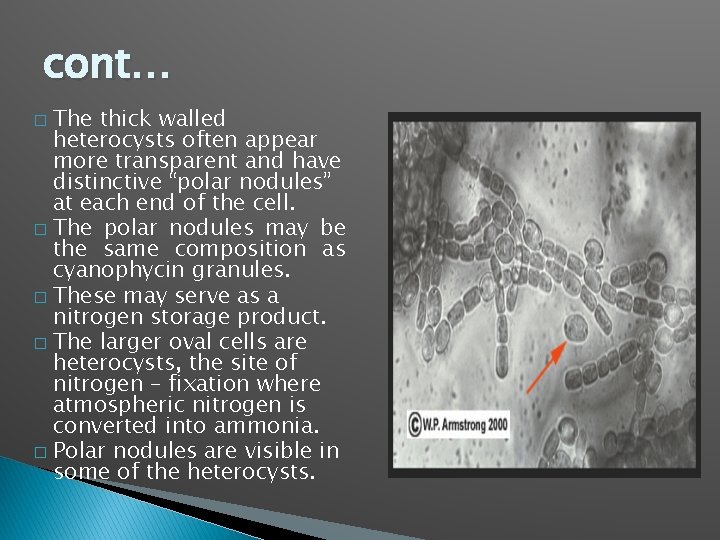 cont… The thick walled heterocysts often appear more transparent and have distinctive “polar nodules”