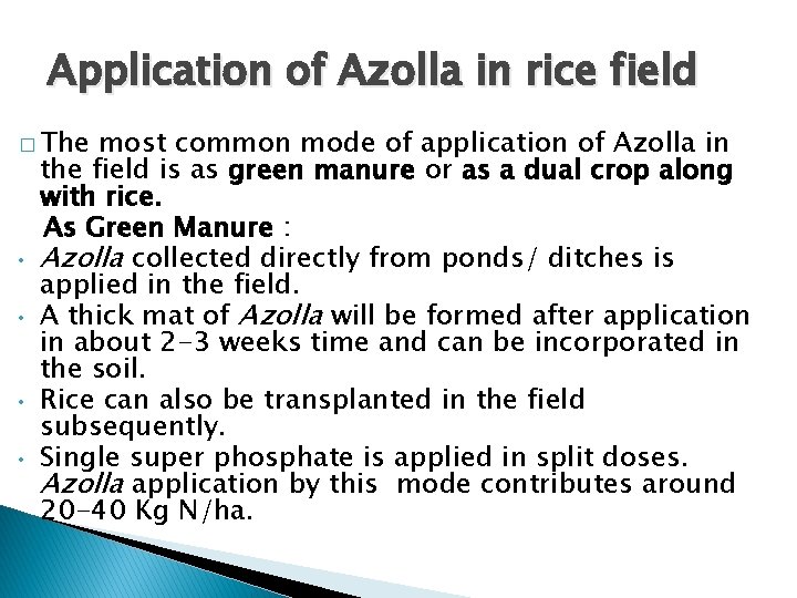 Application of Azolla in rice field � The • • most common mode of