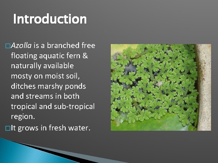 Introduction � Azolla is a branched free floating aquatic fern & naturally available mosty