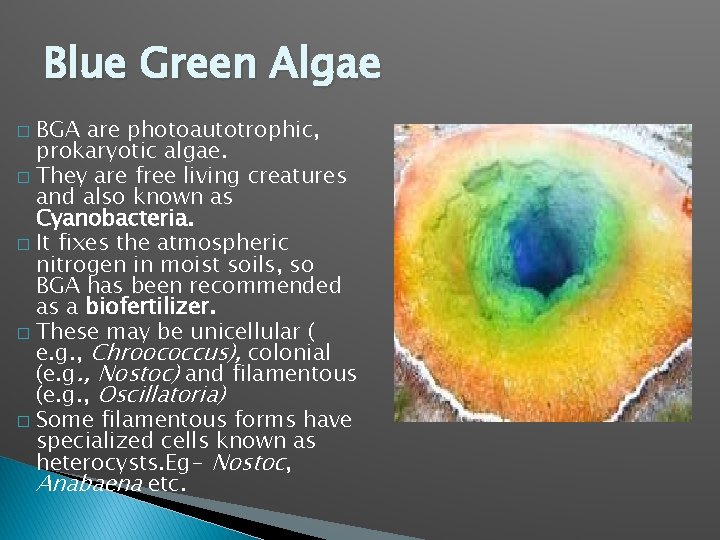 Blue Green Algae BGA are photoautotrophic, prokaryotic algae. � They are free living creatures