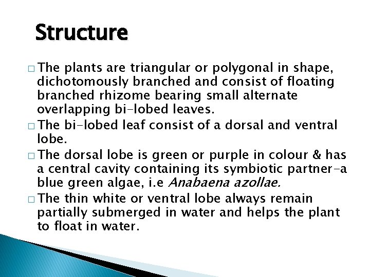 Structure � The plants are triangular or polygonal in shape, dichotomously branched and consist