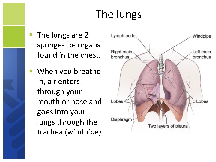 The lungs are 2 sponge-like organs found in the chest. When you breathe in,