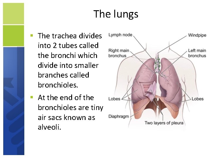 The lungs The trachea divides into 2 tubes called the bronchi which divide into