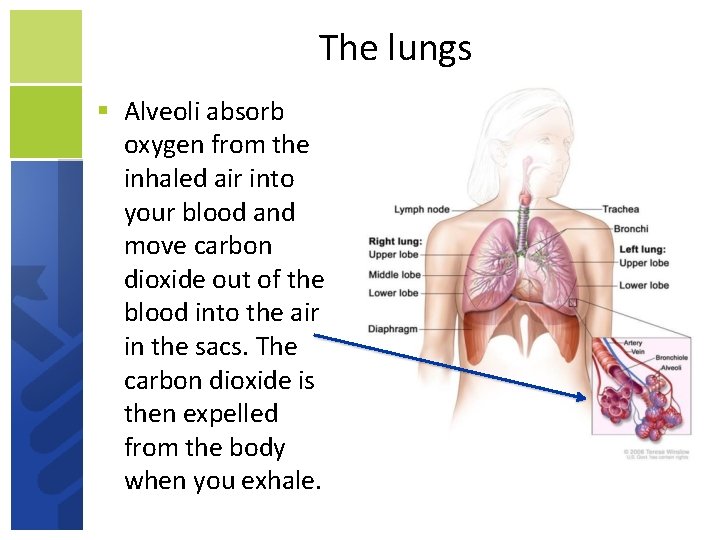 The lungs Alveoli absorb oxygen from the inhaled air into your blood and move