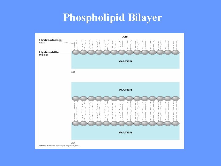 Phospholipid Bilayer 