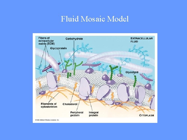 Fluid Mosaic Model 