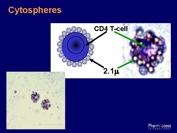 Cytospheres CD 4 T-cell 2. 1 m 