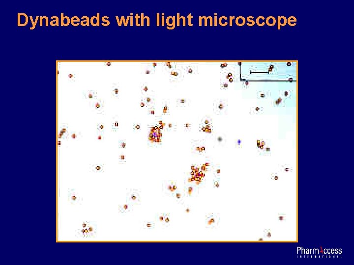 Dynabeads with light microscope 