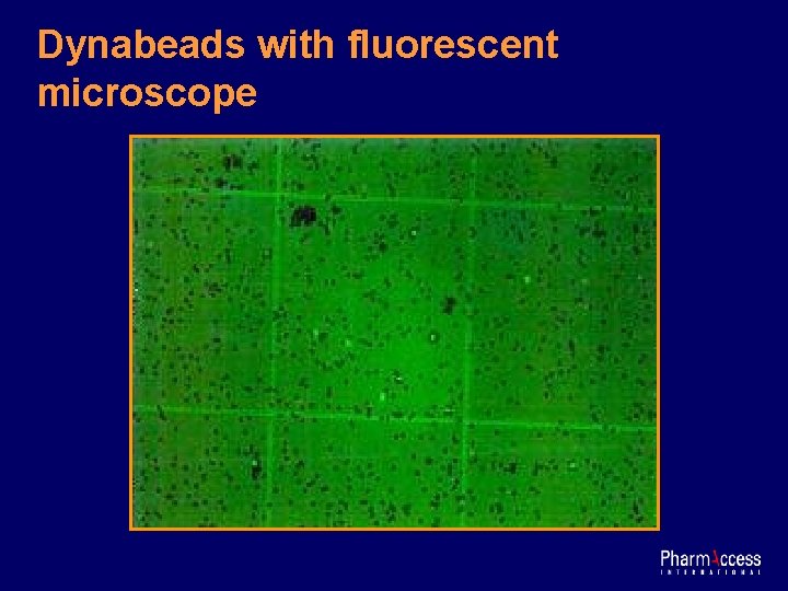 Dynabeads with fluorescent microscope 