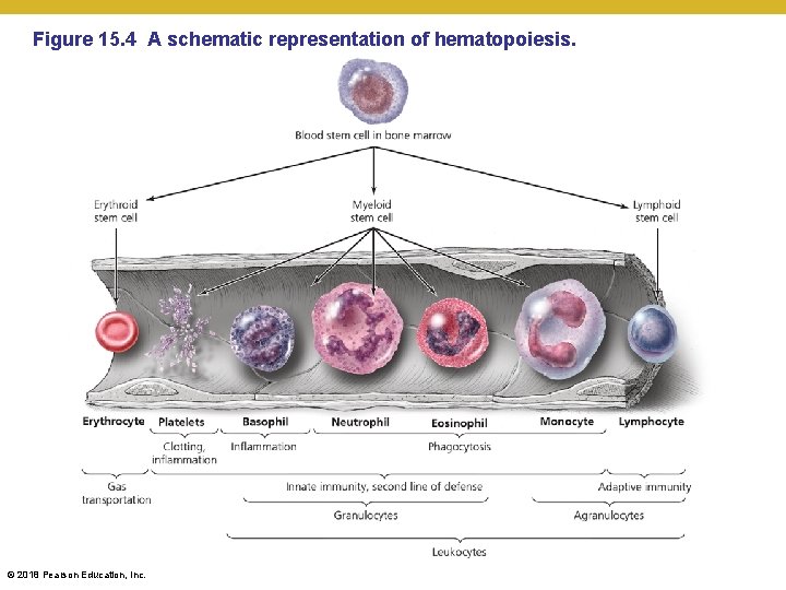Figure 15. 4 A schematic representation of hematopoiesis. © 2018 Pearson Education, Inc. 