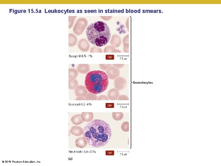 Figure 15. 5 a Leukocytes as seen in stained blood smears. © 2018 Pearson