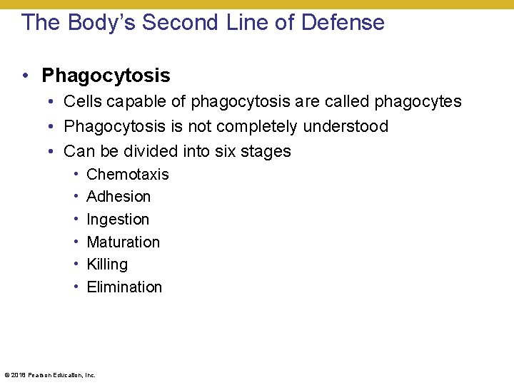 The Body’s Second Line of Defense • Phagocytosis • Cells capable of phagocytosis are