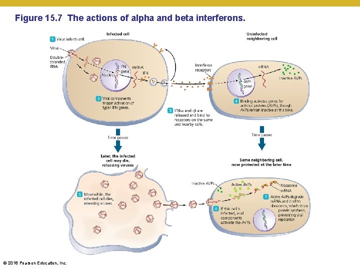 Figure 15. 7 The actions of alpha and beta interferons. © 2018 Pearson Education,