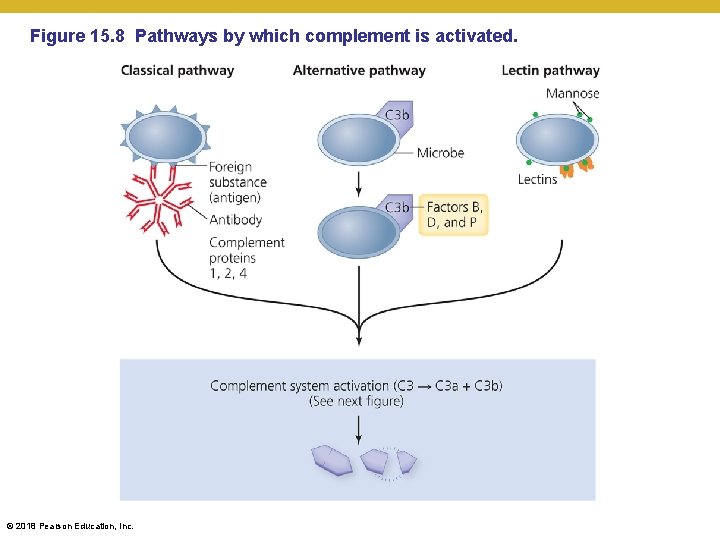 Figure 15. 8 Pathways by which complement is activated. © 2018 Pearson Education, Inc.