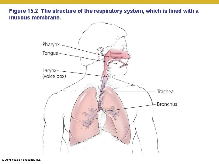 Figure 15. 2 The structure of the respiratory system, which is lined with a