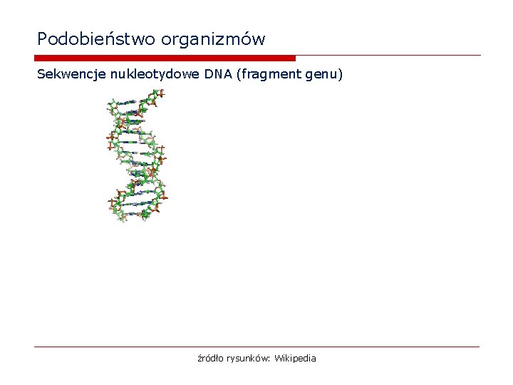 Podobieństwo organizmów Sekwencje nukleotydowe DNA (fragment genu) źródło rysunków: Wikipedia 