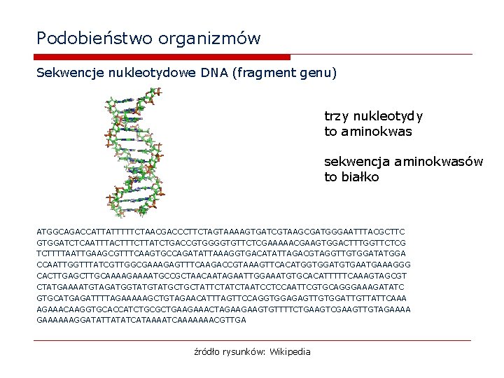 Podobieństwo organizmów Sekwencje nukleotydowe DNA (fragment genu) trzy nukleotydy to aminokwas sekwencja aminokwasów to