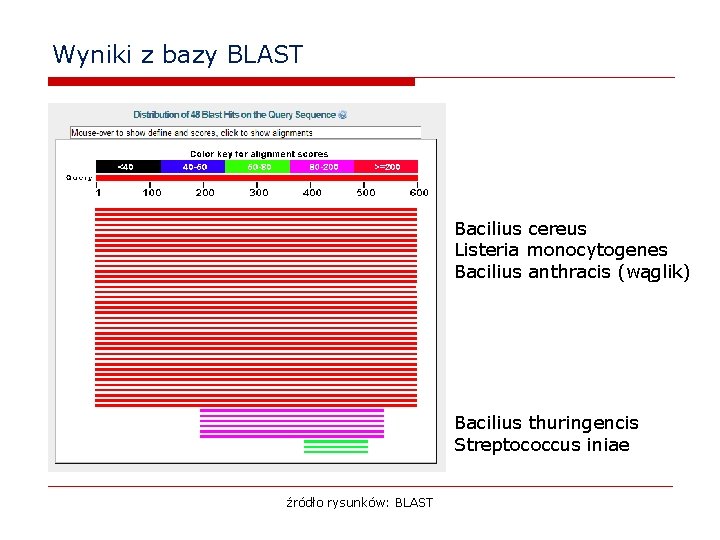 Wyniki z bazy BLAST Bacilius cereus Listeria monocytogenes Bacilius anthracis (wąglik) Bacilius thuringencis Streptococcus