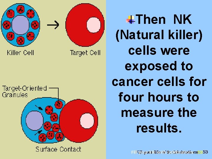 Then NK (Natural killer) cells were exposed to cancer cells for four hours to