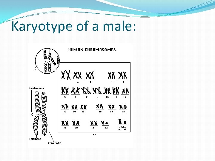 Karyotype of a male: 