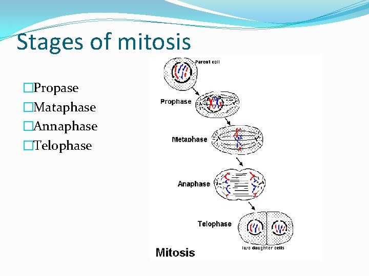 Stages of mitosis �Propase �Mataphase �Annaphase �Telophase 