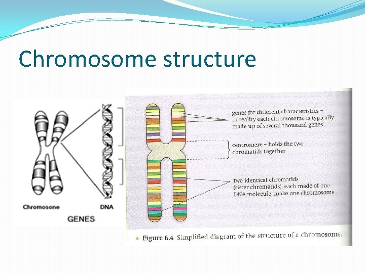 Chromosome structure 