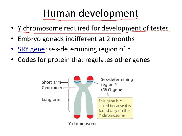 Human development • • Y chromosome required for development of testes Embryo gonads indifferent