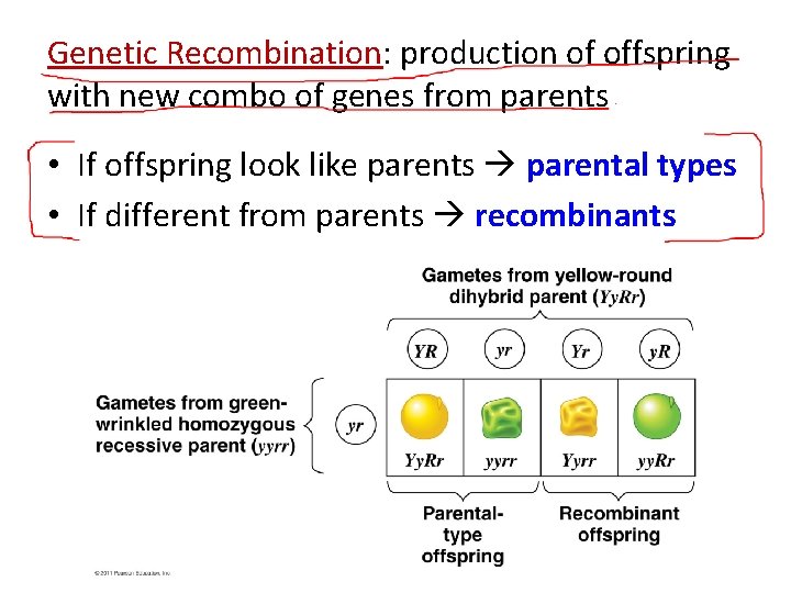 Genetic Recombination: production of offspring with new combo of genes from parents • If