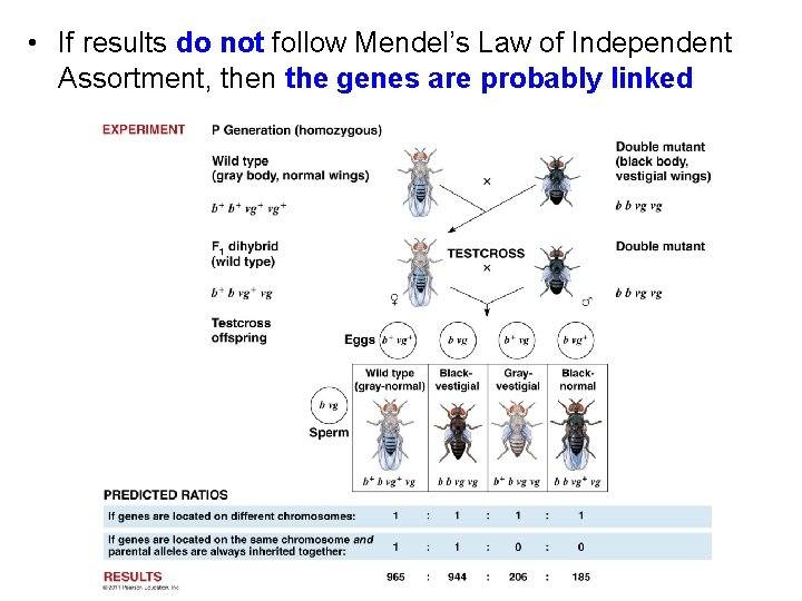  • If results do not follow Mendel’s Law of Independent Assortment, then the
