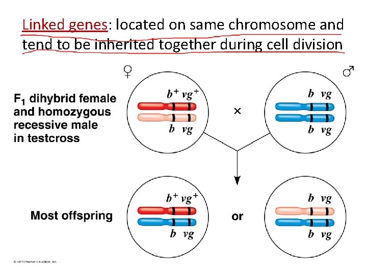 Linked genes: located on same chromosome and tend to be inherited together during cell