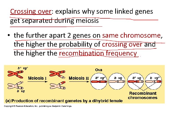 Crossing over: explains why some linked genes get separated during meiosis • the further
