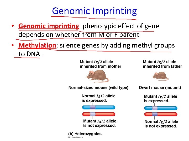 Genomic Imprinting • Genomic imprinting: phenotypic effect of gene depends on whether from M