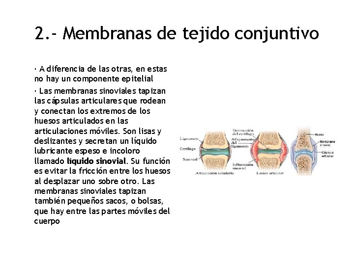 2. - Membranas de tejido conjuntivo · A diferencia de las otras, en estas