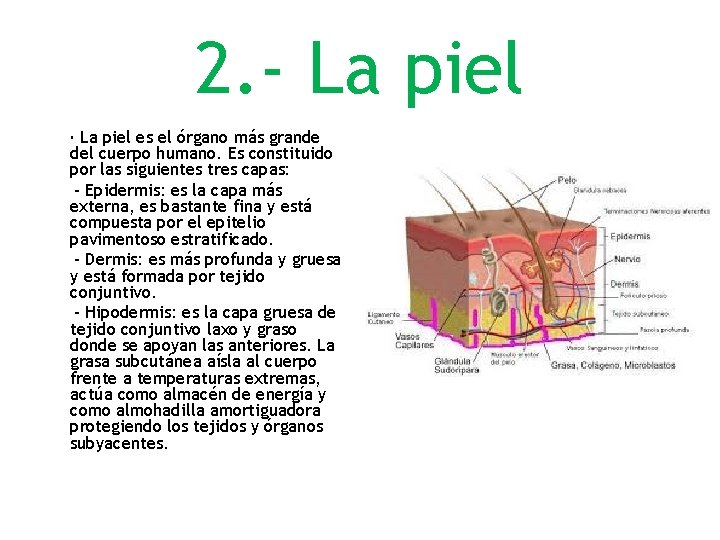 2. - La piel · La piel es el órgano más grande del cuerpo