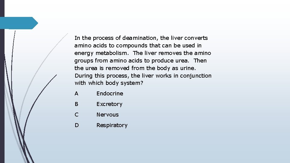 In the process of deamination, the liver converts amino acids to compounds that can