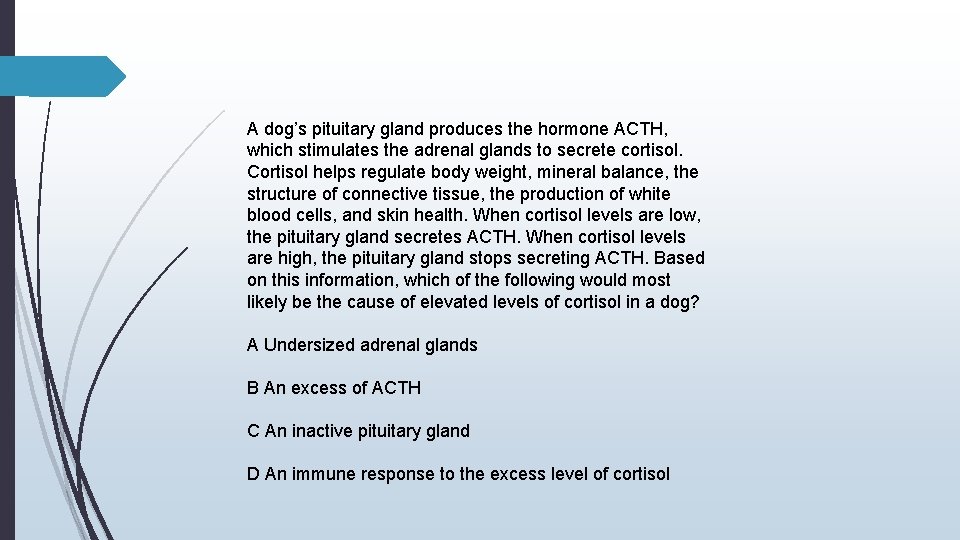 A dog’s pituitary gland produces the hormone ACTH, which stimulates the adrenal glands to