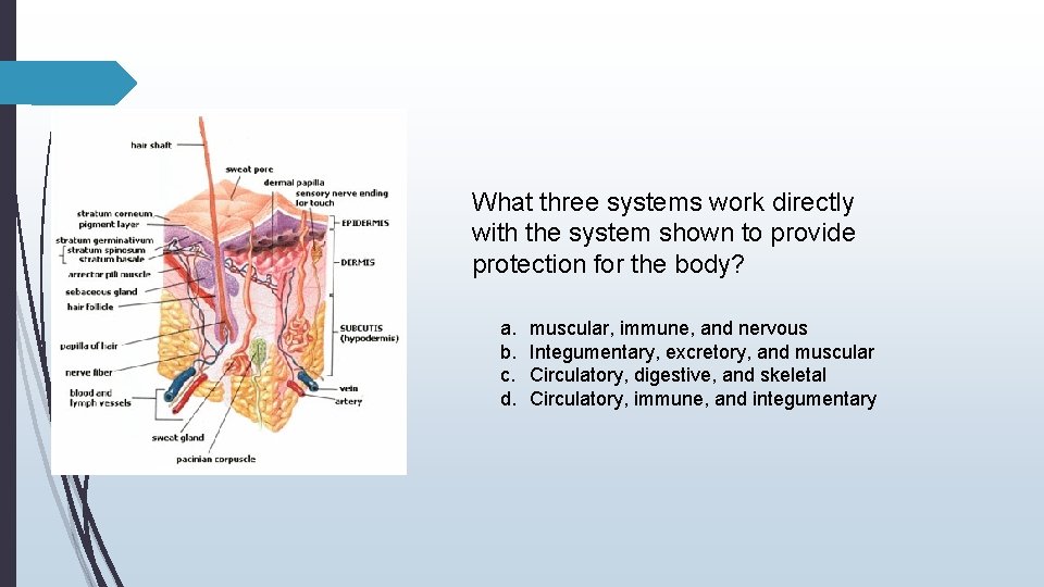 What three systems work directly with the system shown to provide protection for the