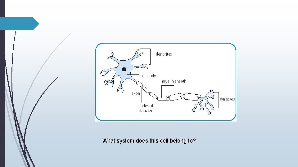 What system does this cell belong to? 
