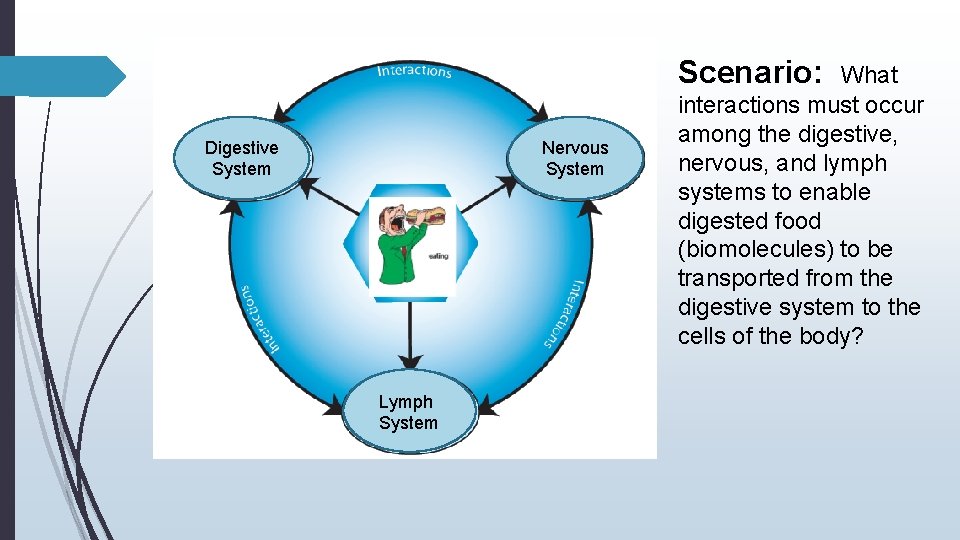 Scenario: Digestive System Nervous System Lymph System What interactions must occur among the digestive,