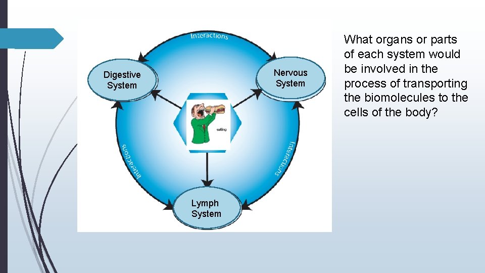 Nervous System Digestive System Lymph System What organs or parts of each system would