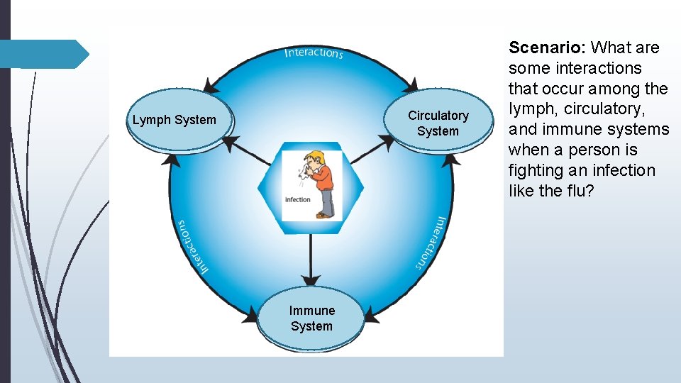Circulatory System Lymph System Immune System Scenario: What are some interactions that occur among