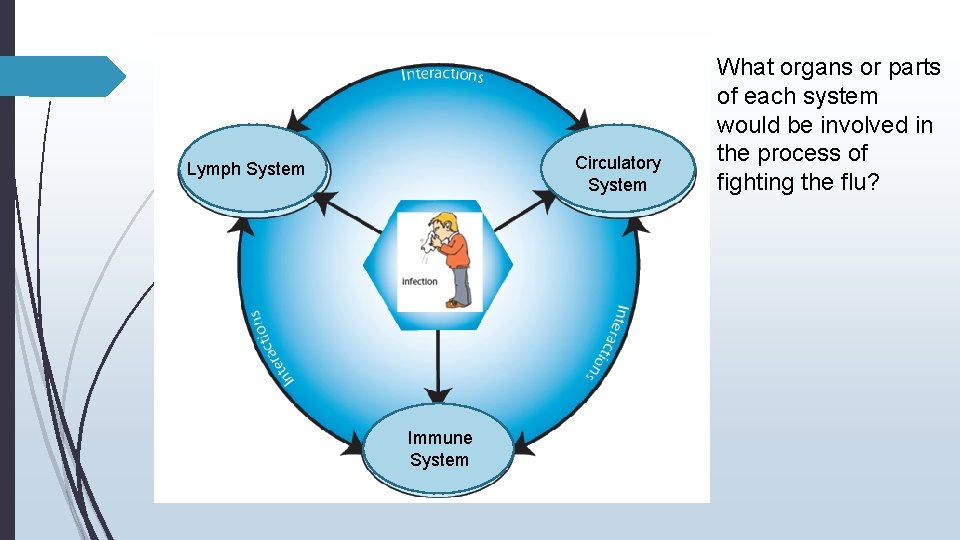 Circulatory System Lymph System Immune System What organs or parts of each system would