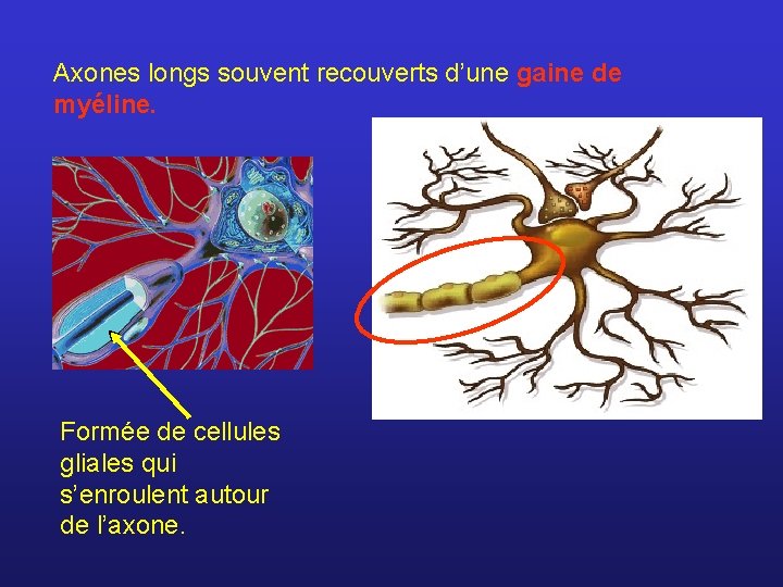 Axones longs souvent recouverts d’une gaine de myéline. Formée de cellules gliales qui s’enroulent