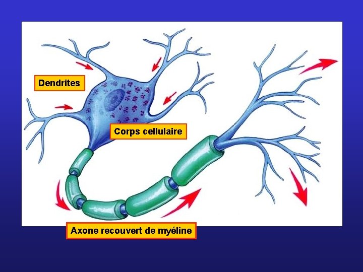 Dendrites Corps cellulaire Axone recouvert de myéline 