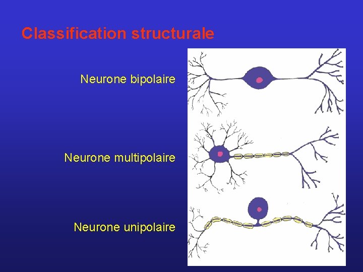 Classification structurale Neurone bipolaire Neurone multipolaire Neurone unipolaire 