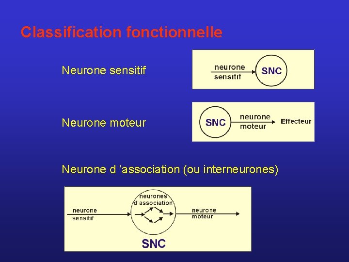 Classification fonctionnelle Neurone sensitif Neurone moteur Neurone d ’association (ou interneurones) 