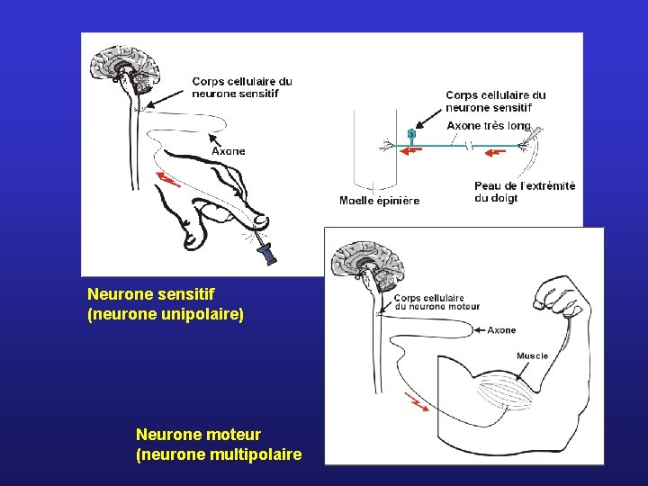 Neurone sensitif (neurone unipolaire) Neurone moteur (neurone multipolaire 