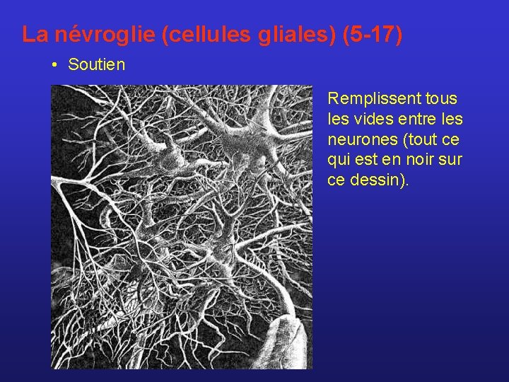 La névroglie (cellules gliales) (5 -17) • Soutien Remplissent tous les vides entre les
