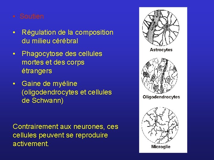  • Soutien • Régulation de la composition du milieu cérébral • Phagocytose des